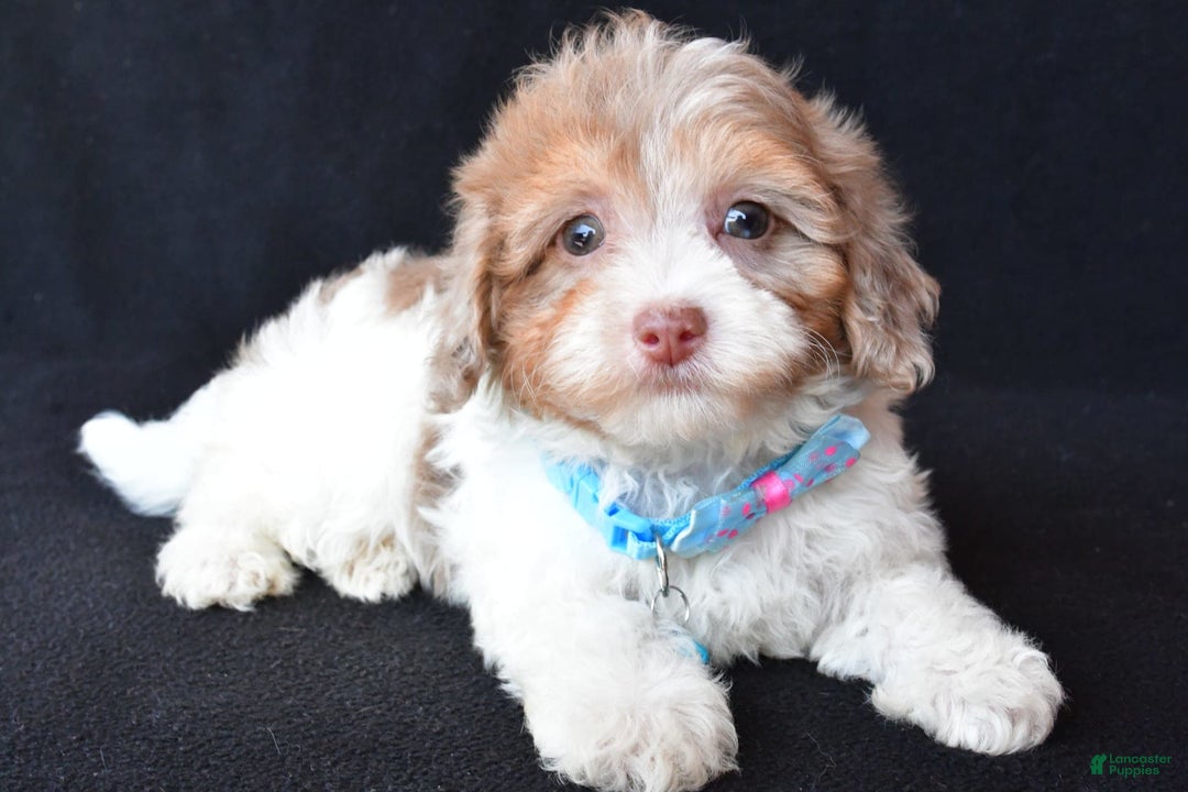 Havapoo dogs for sale: Max - Image 6