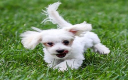 Maltese dogs for sale: River - Image 12