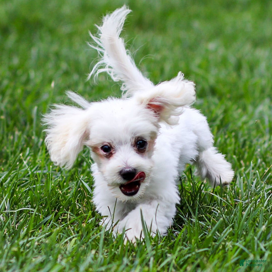 Maltese dogs for sale: River - Image 12