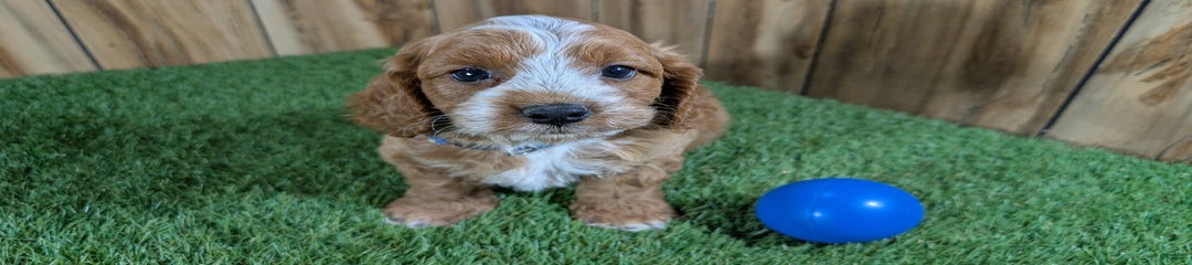 Milly Boy 1