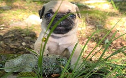 Pug dogs for sale: Davy - Image 26