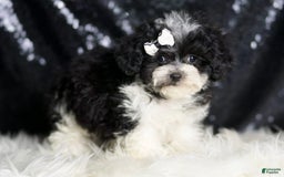 Maltipoo dogs for sale: Belle - Image 2