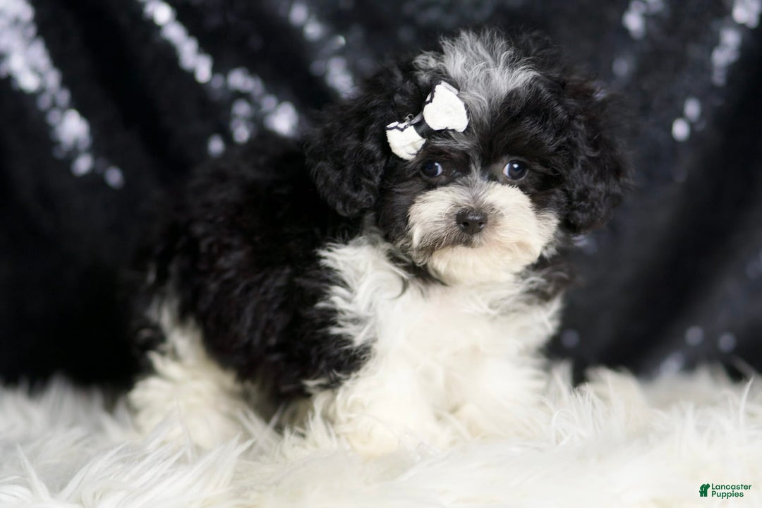Maltipoo dogs for sale: Belle - Image 2