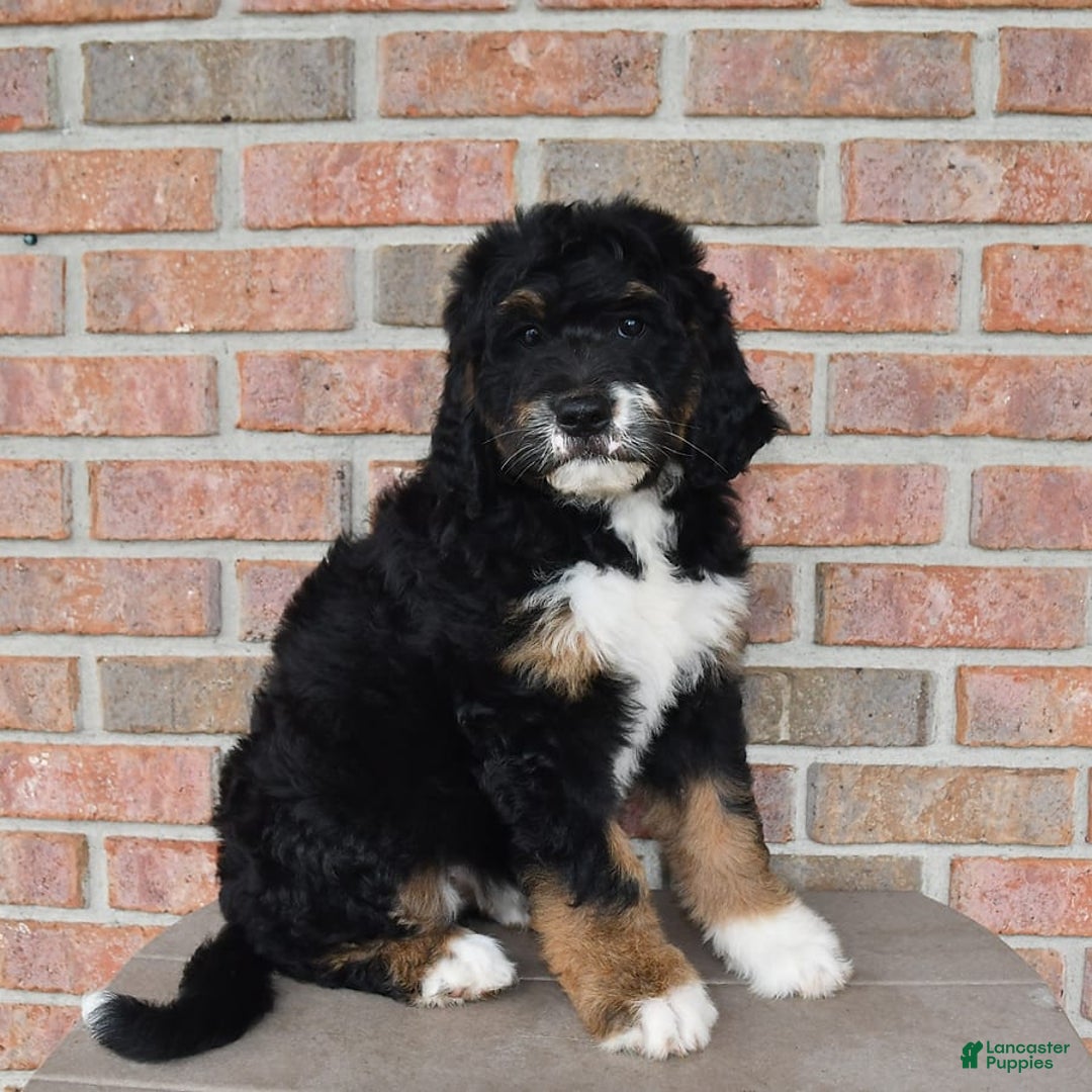 Bernedoodle dogs for sale: Kyla - Image 9