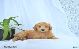 Mini Goldendoodle dogs for sale: Kassia - Image 11