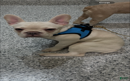 French Bulldog dogs for sale: Lucy - Image 4