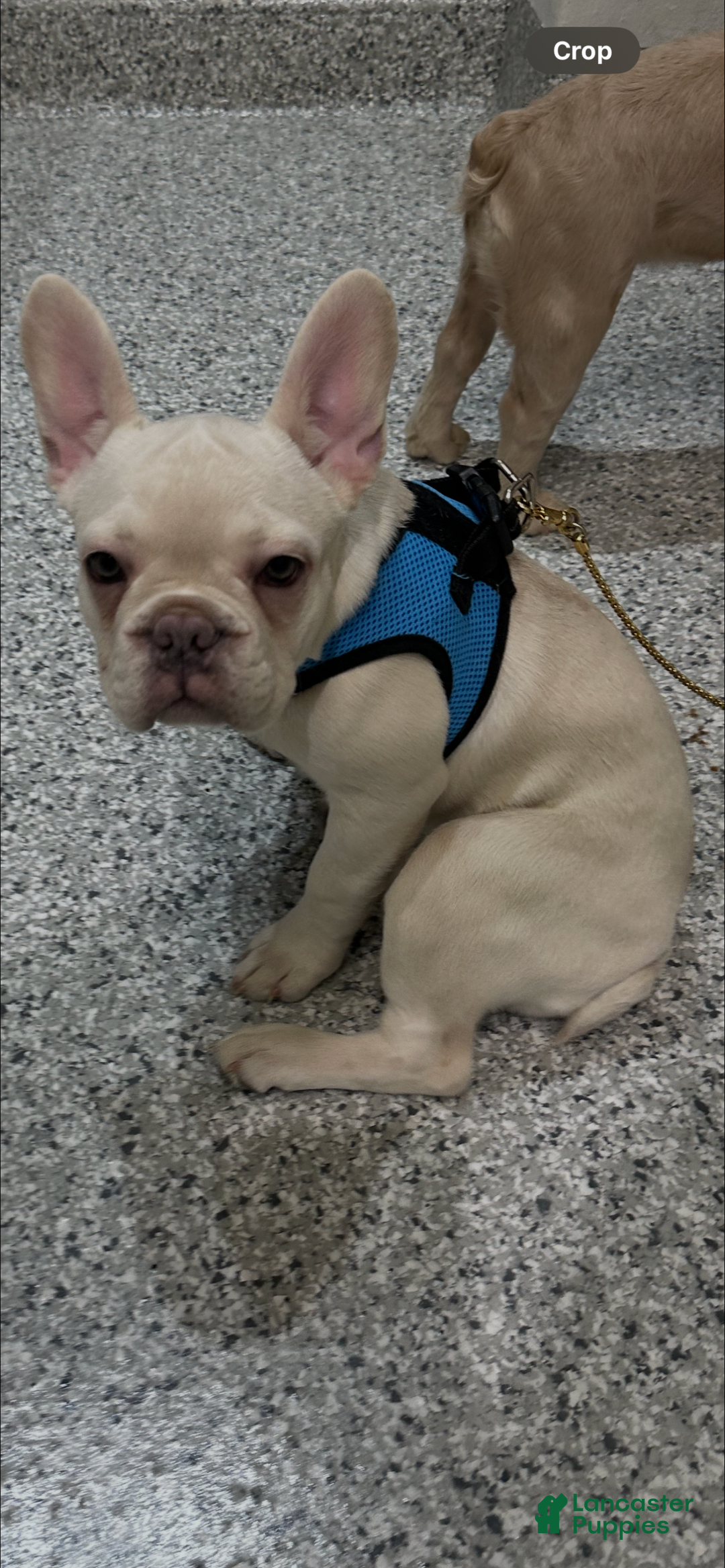 French Bulldog dogs for sale: Lucy - Image 4