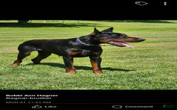 Doberman Pinscher dogs for sale: Athena Orange Collar Female - Image 9