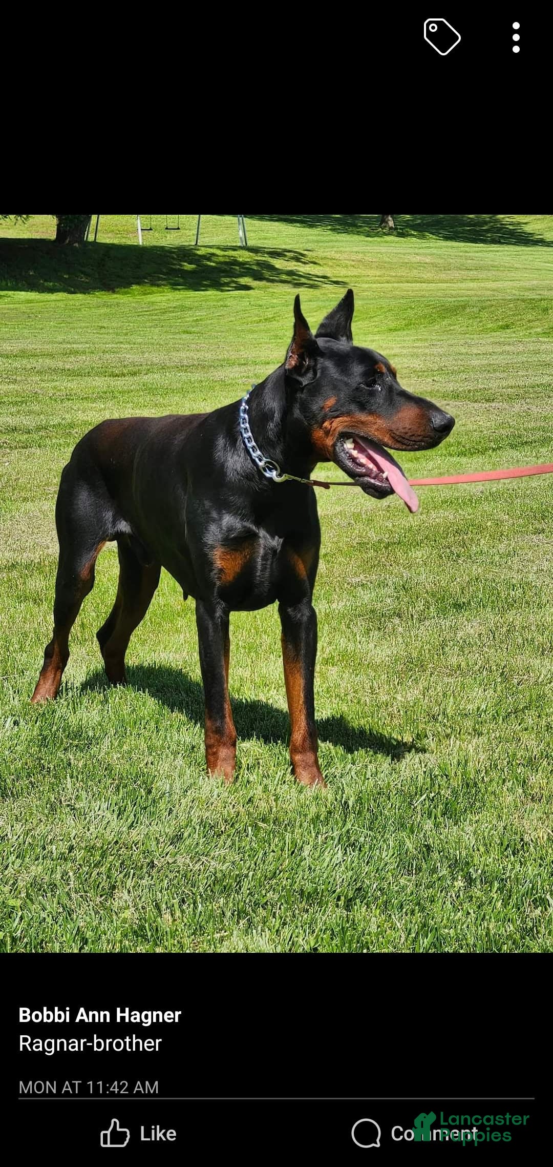 Doberman Pinscher dogs for sale: Athena Orange Collar Female - Image 9