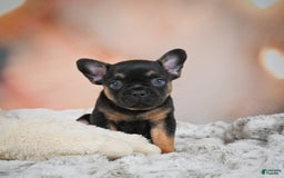 French Bulldog dogs for sale: Buddy - Image 1