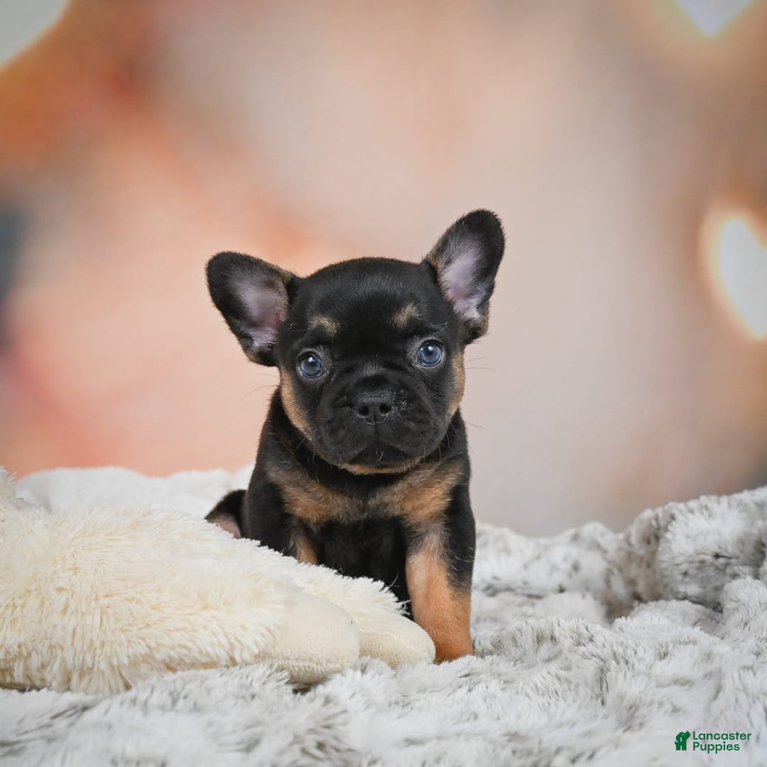 French Bulldog dogs for sale: Buddy - Image 1