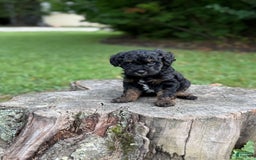 Maltipoo dogs for sale: Hudson - Image 8
