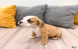Beabull dogs for sale: Kobe - Image 4