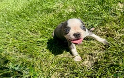 Boston Terrier dogs for sale: Lisa - Image 10