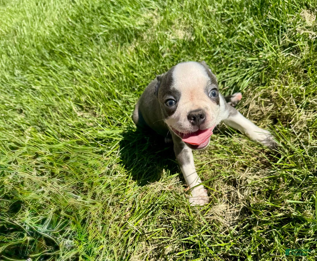 Boston Terrier dogs for sale: Lisa - Image 10