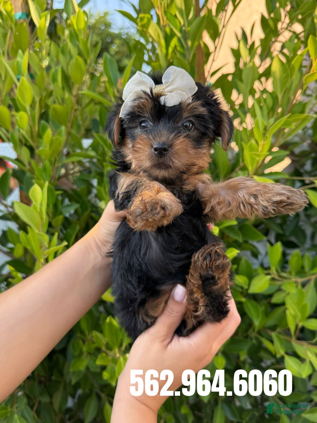 Yorkshire Terrier dogs for sale: Yorkshire Terrier Puppies - Image 1