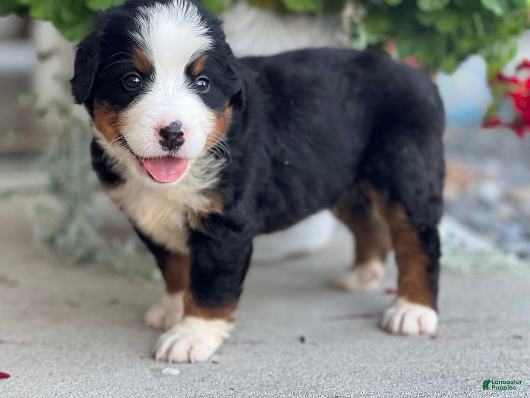 Bernese Mountain Dog dogs for sale: Dane - Image 1