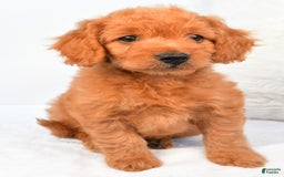 Mini Goldendoodle dogs for sale: Chloe - Image 5
