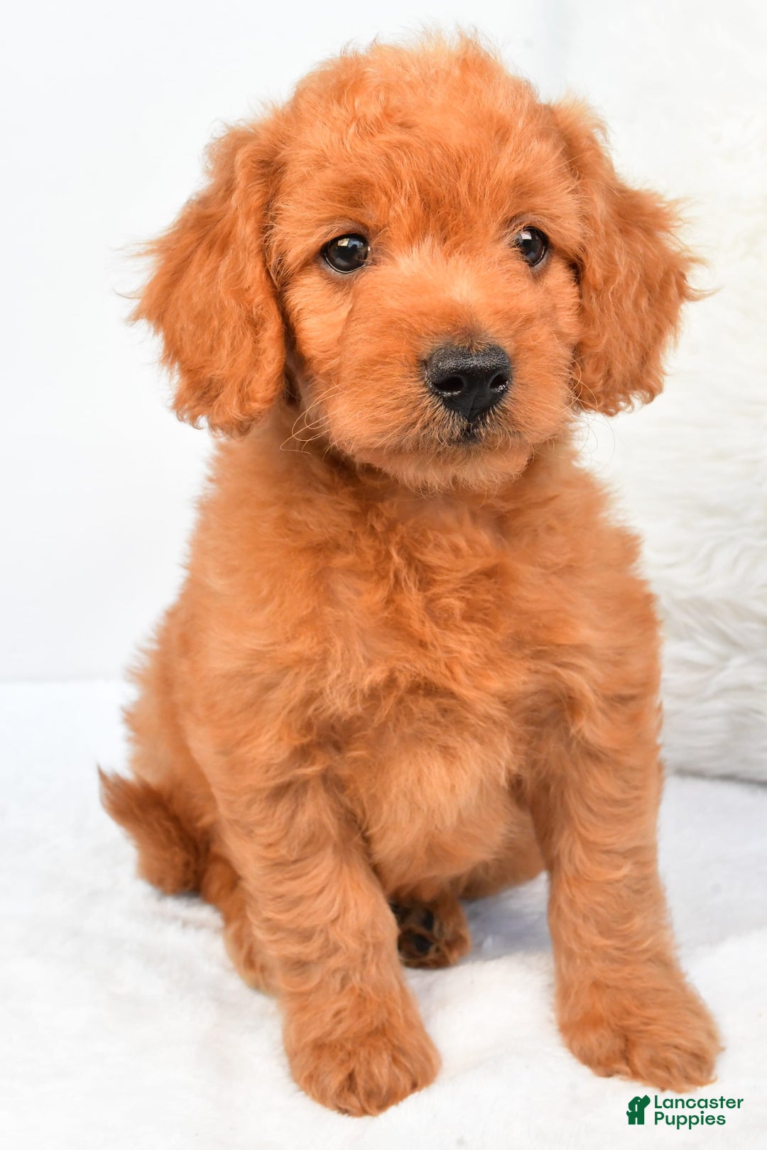 Mini Goldendoodle dogs for sale: Chloe - Image 5