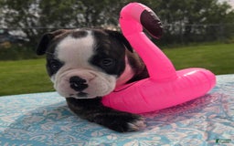 Olde English Bulldogge dogs for sale: Jp - Image 9