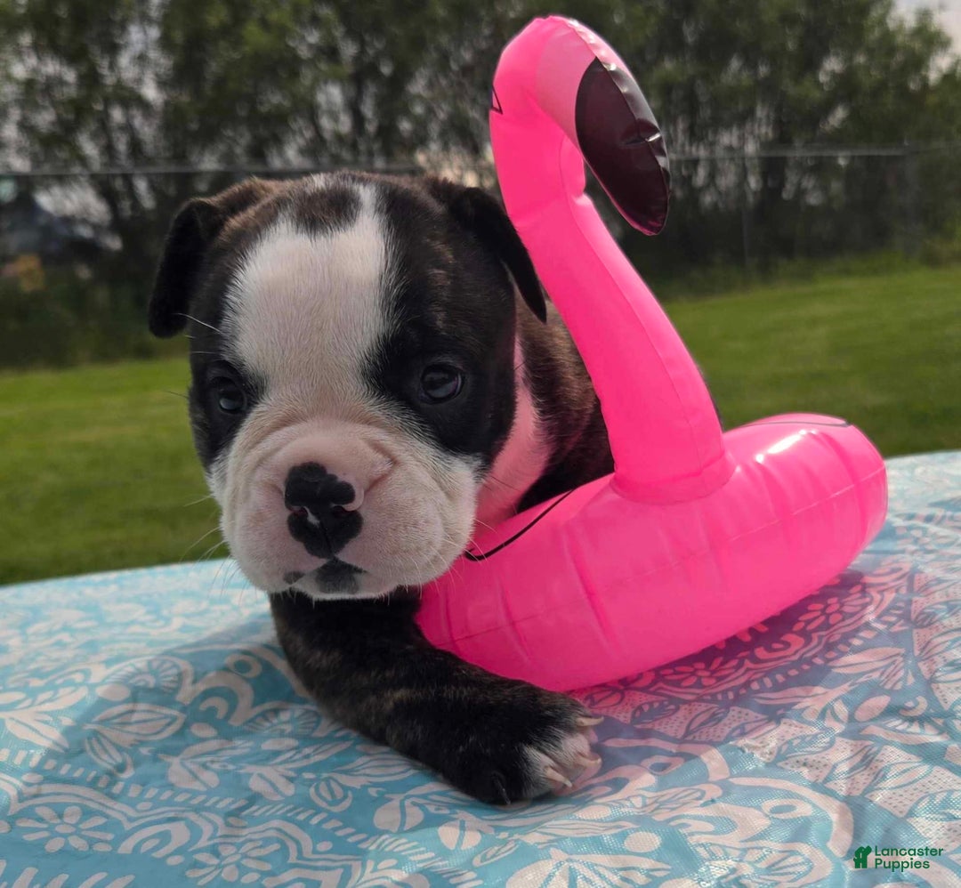 Olde English Bulldogge dogs for sale: Jp - Image 9