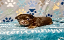 Chihuahua dogs for sale: Theodore Chocolate Lc - Image 13