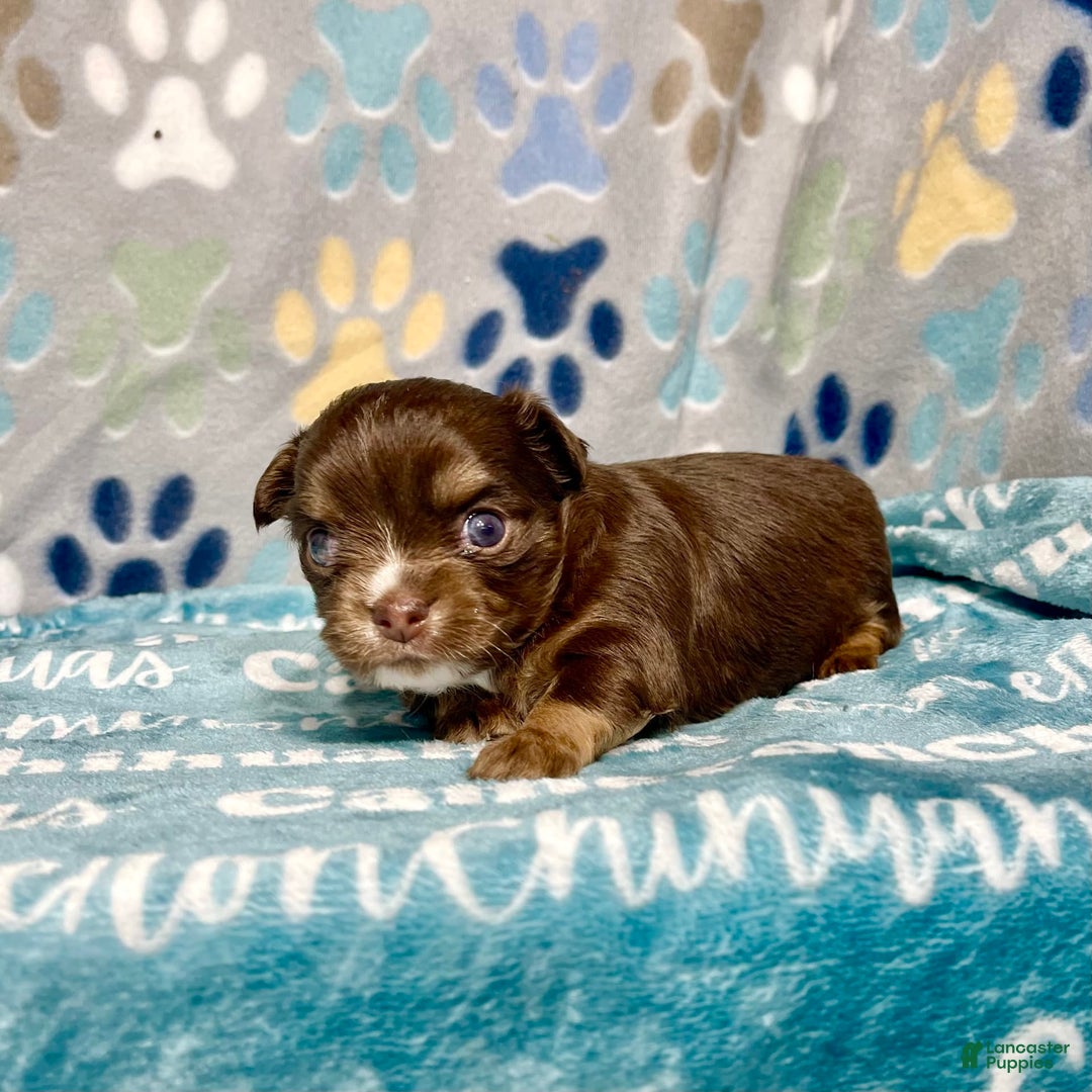 Chihuahua dogs for sale: Theodore Chocolate Lc - Image 13