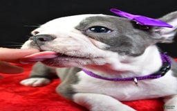 Frenchton dogs for sale: Faye - Image 4
