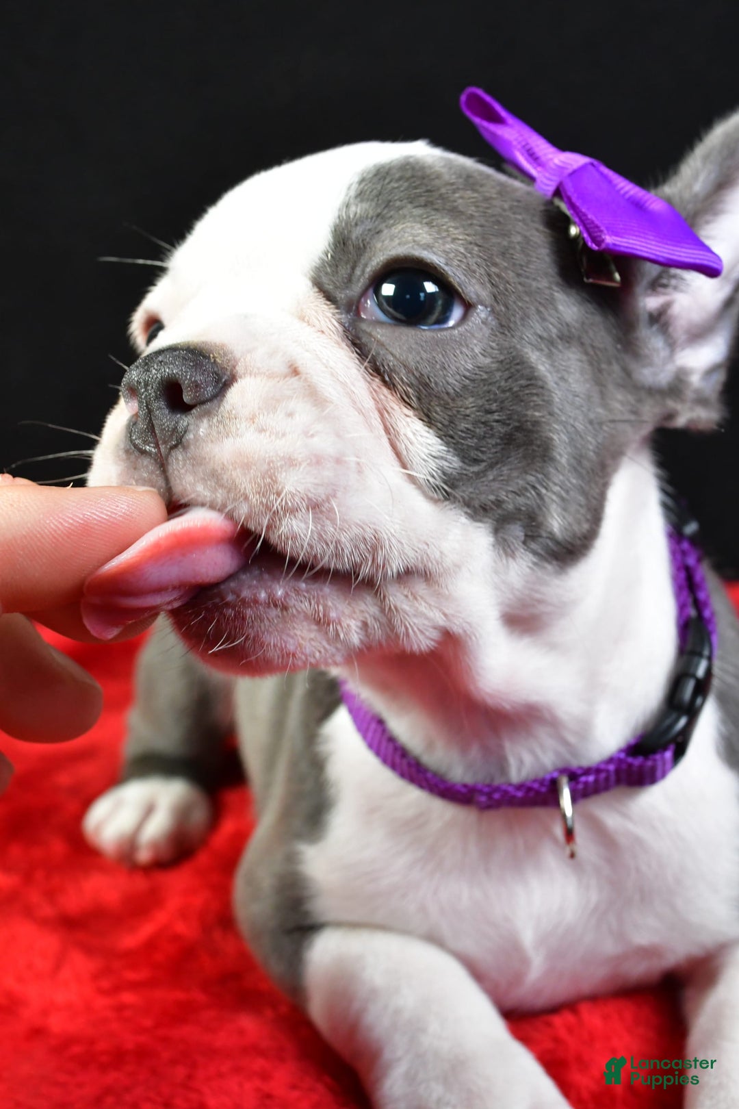 Frenchton dogs for sale: Faye - Image 4