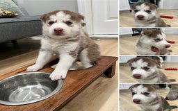Siberian Husky dogs for sale: Rocky - Image 2