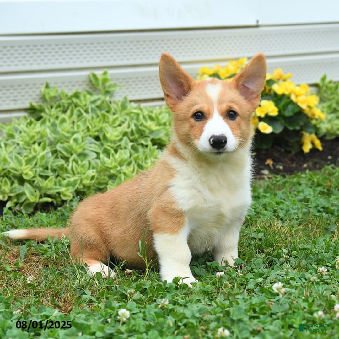 Welsh Corgi Pembroke dogs for sale: Rusty - Image 3