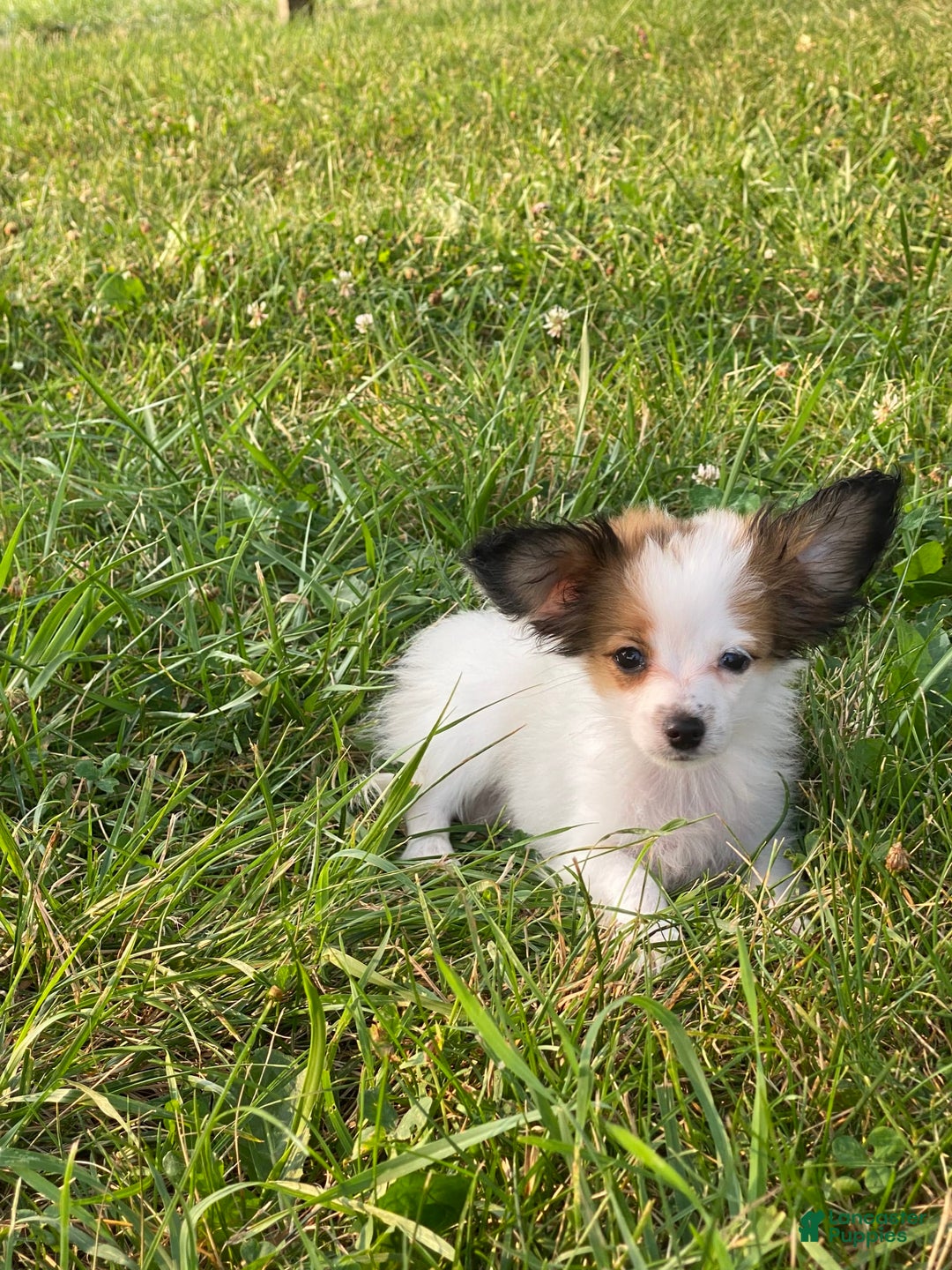 Papillon dogs for sale: Rita - Image 5