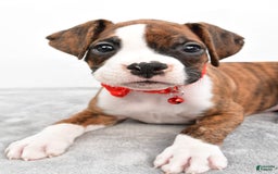 Boxer dogs for sale: Ripley - Image 8