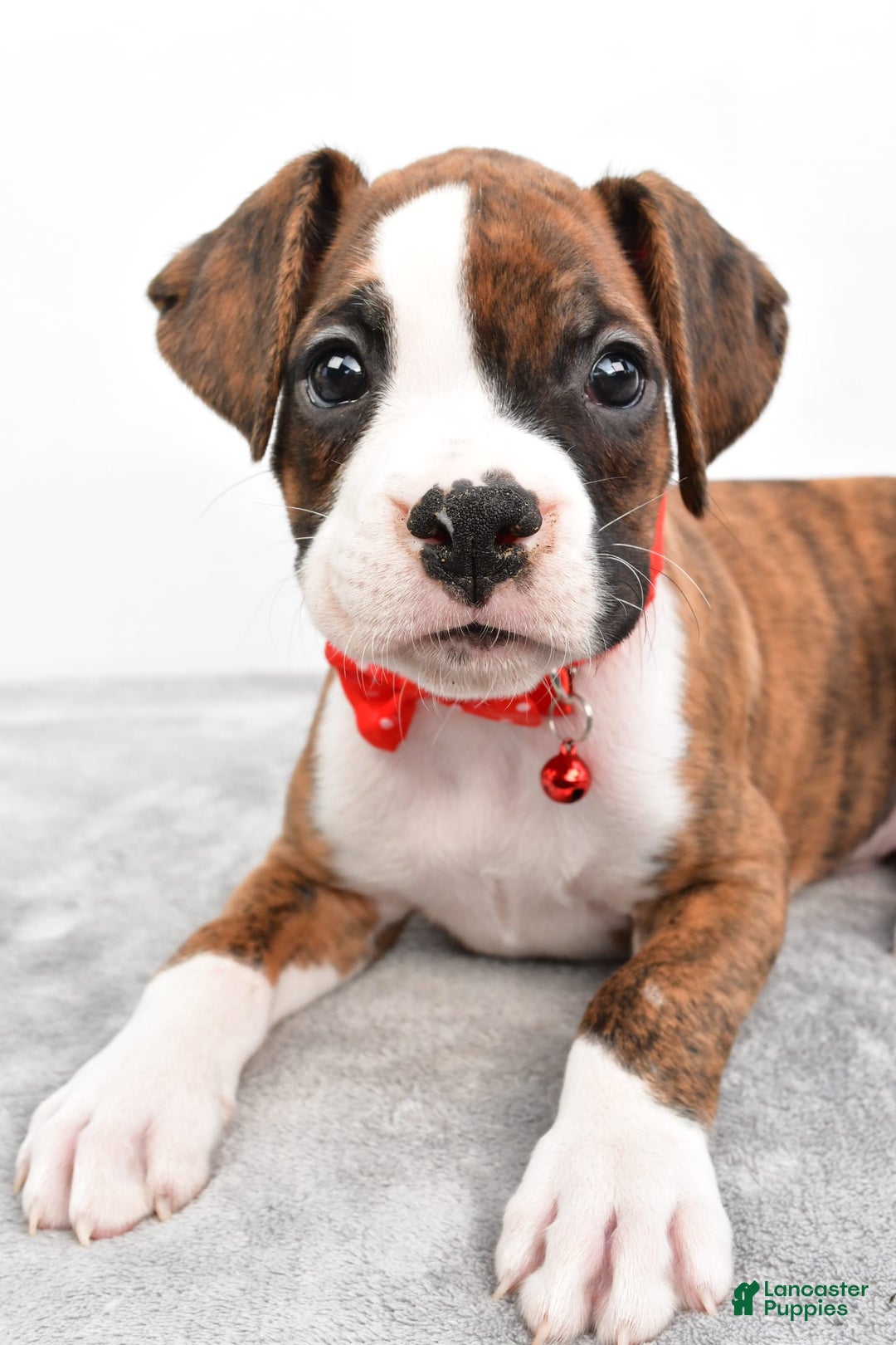 Boxer dogs for sale: Ripley - Image 8