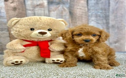Cavapoo dogs for sale: Baxter - Image 7