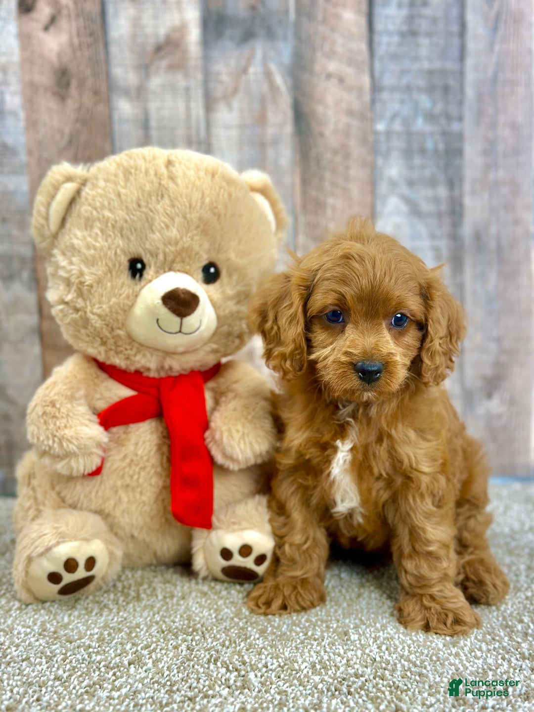 Cavapoo dogs for sale: Baxter - Image 7