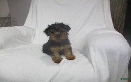 Yorkshire Terrier dogs for sale: Buddy - Image 16