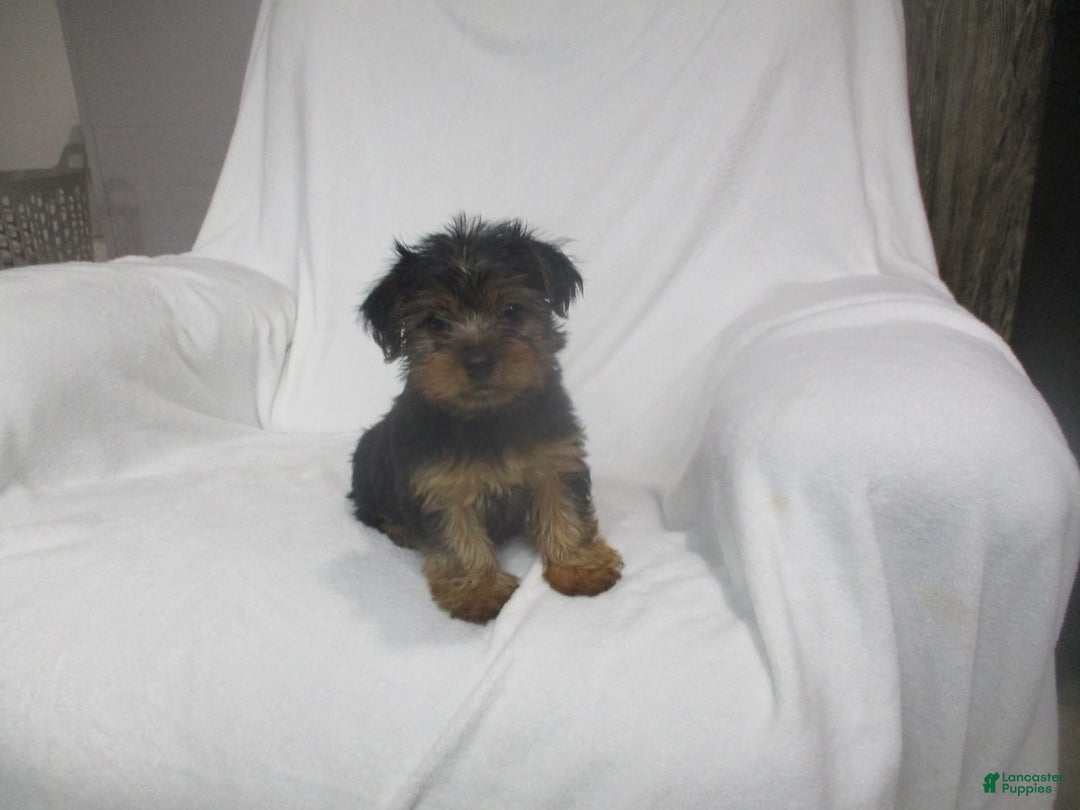 Yorkshire Terrier dogs for sale: Buddy - Image 16