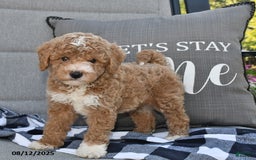 Toy Poodle dogs for sale: Skyler - Image 1