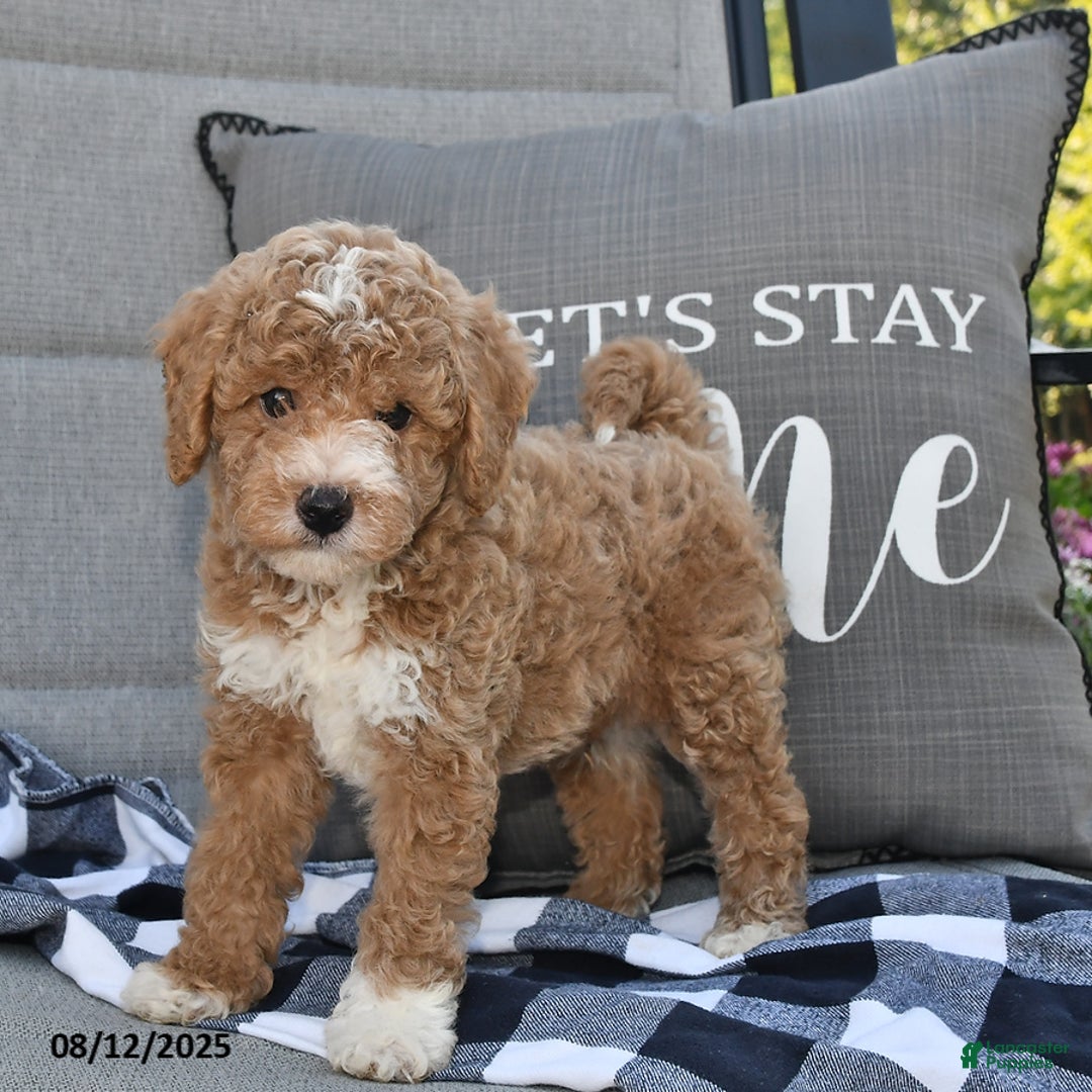 Toy Poodle dogs for sale: Skyler - Image 1