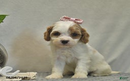 Cavapoo dogs for sale: Dancer - Image 2