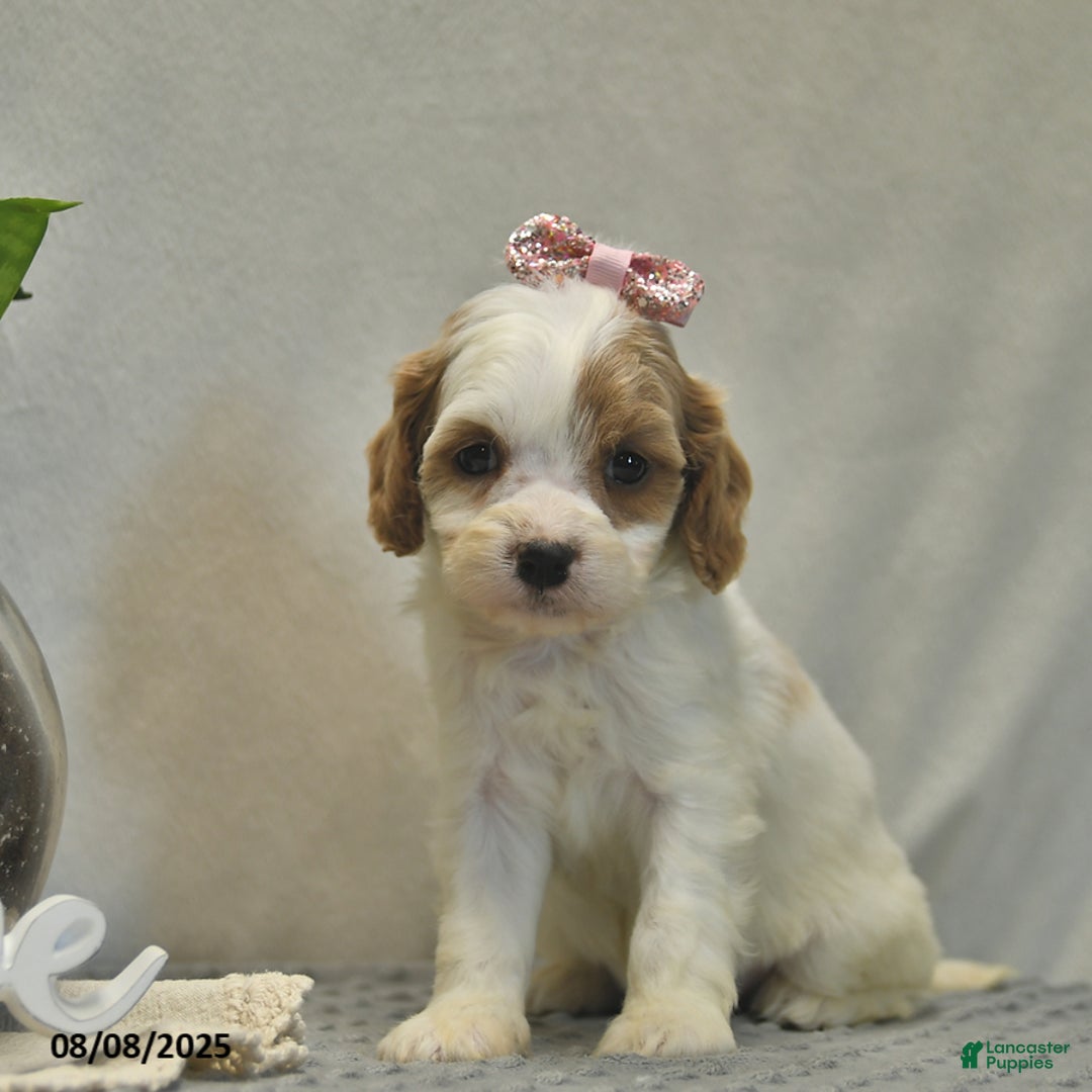 Cavapoo dogs for sale: Dancer - Image 2