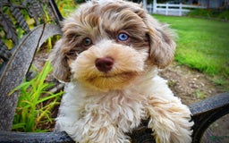 Havapoo dogs for sale: Daisy - Image 16