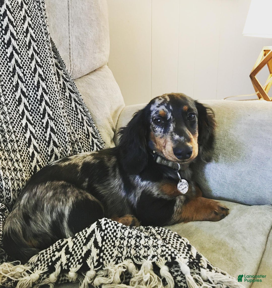 Miniature Pinscher dogs for sale: Cookie - Image 8
