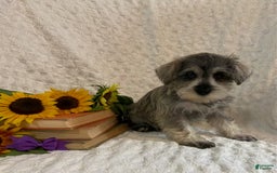 Miniature Schnauzer dogs for sale: Cammi - Image 5