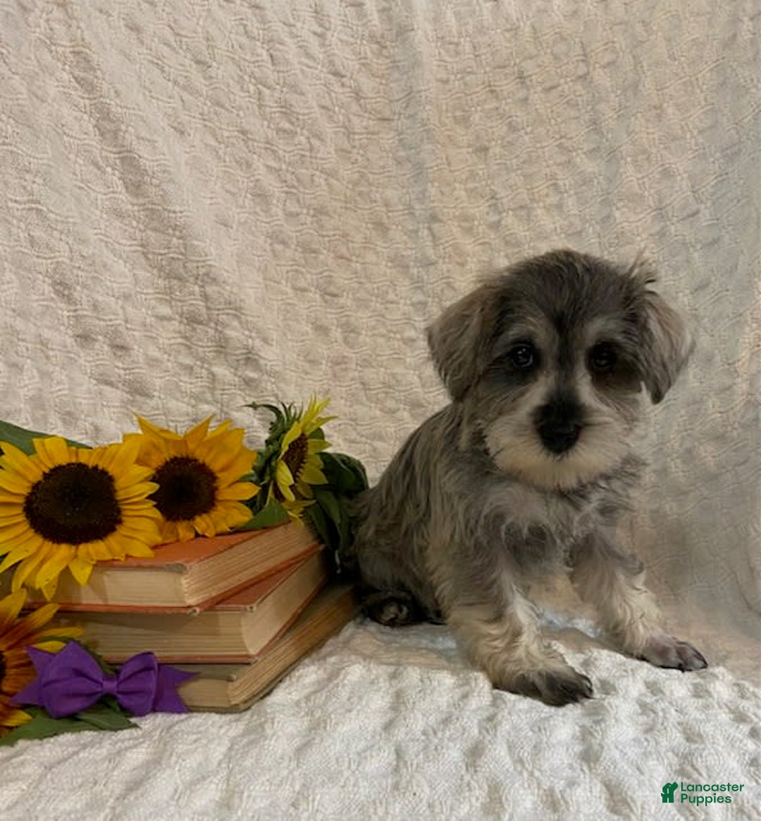 Miniature Schnauzer dogs for sale: Cammi - Image 5