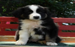 Australian Shepherd dogs for sale: Bear - Image 7