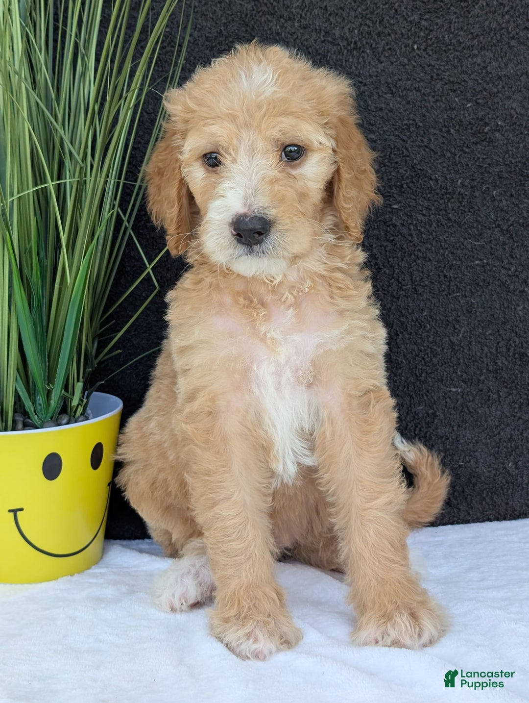 Goldendoodle dogs for sale: Sadie - Image 6