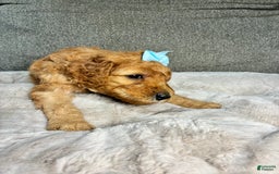 Mini Goldendoodle dogs for sale: Isla - Image 2