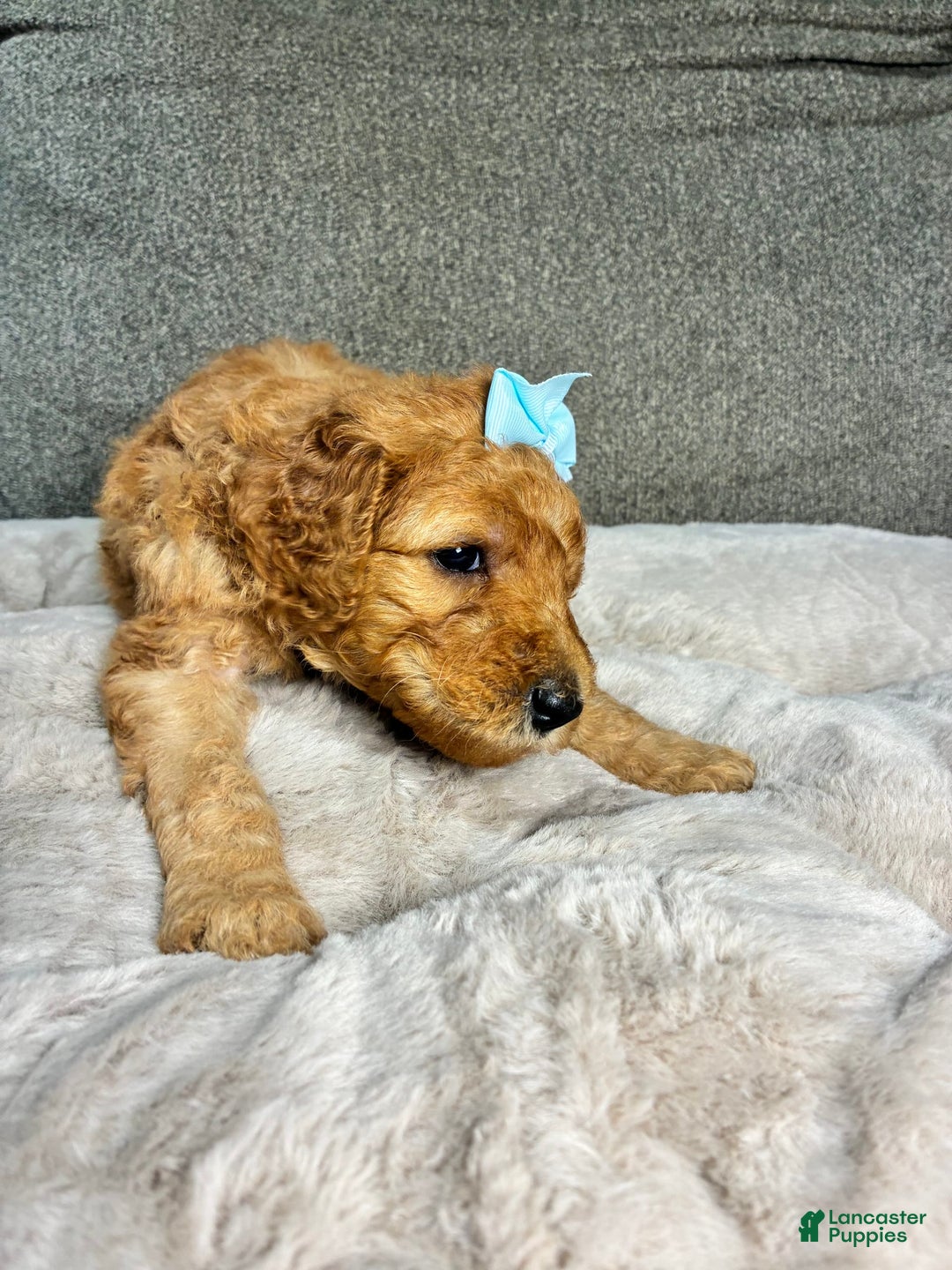 Mini Goldendoodle dogs for sale: Isla - Image 2